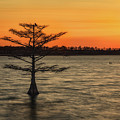 Cypress Sunset