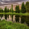 Tree Reflection