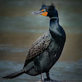 Double-crested Cormorant